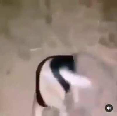 Mandatory Shitpost ....