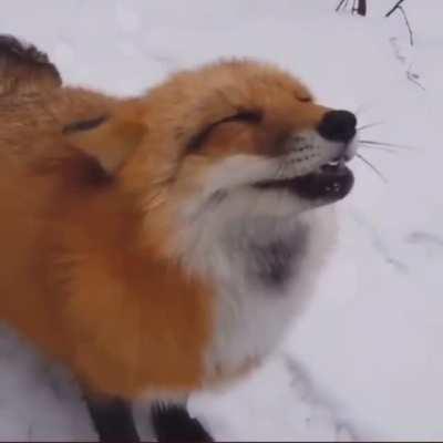 Fox no want boop