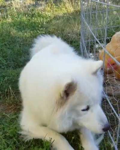 My Korra and the little hens she adores. The first thing she does when we get to my mom's house is run off to catch up with the girls.