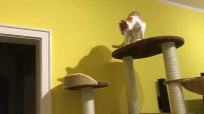 Catculation disturbed by his sister