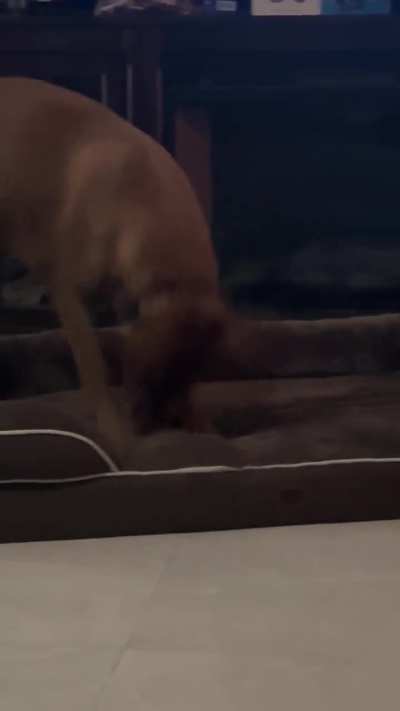 Why is my dog aggressively digging his bed?