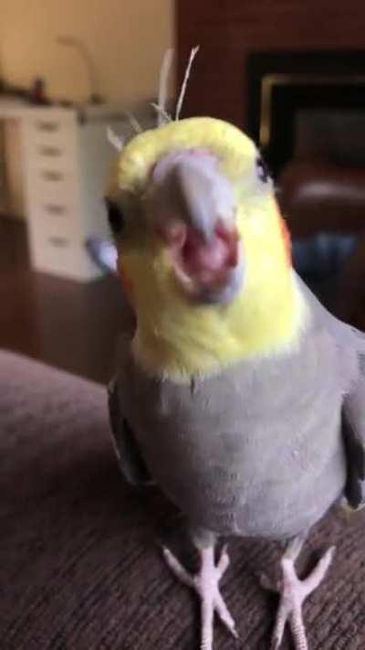 My very happy ‘tiel singing his heart out