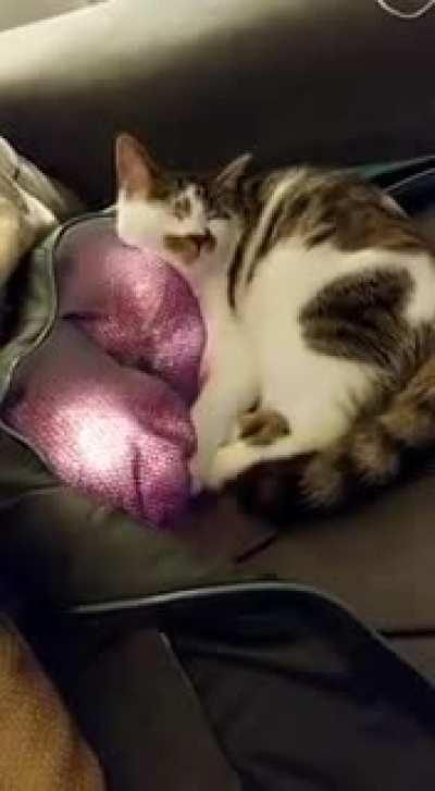 Pogo the cat using the heated massager