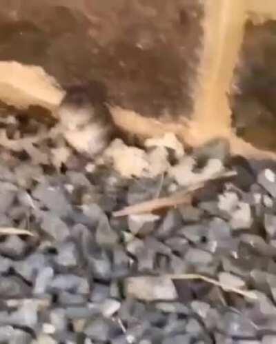 please dont notice me please dont notice me