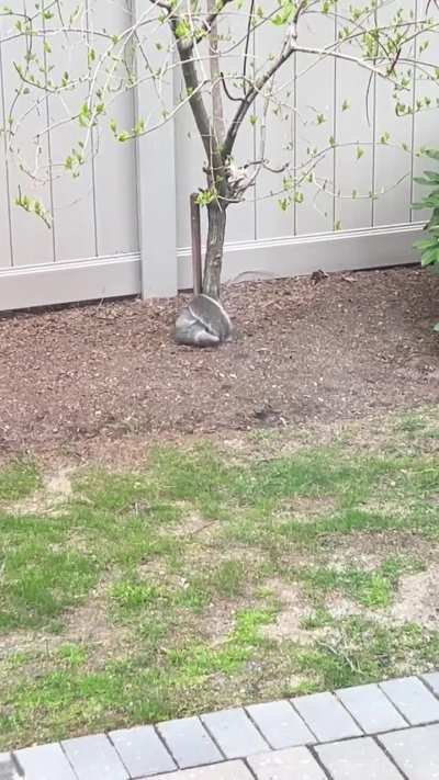 Is something wrong with this squirrel?