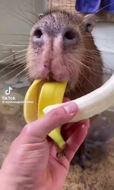 Capy left the good part for you...capy friend