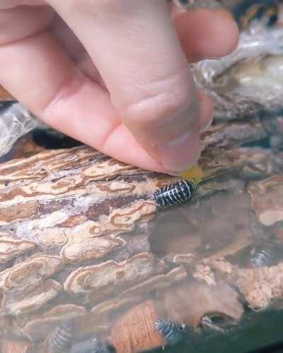 A fish flake for a lil buddy