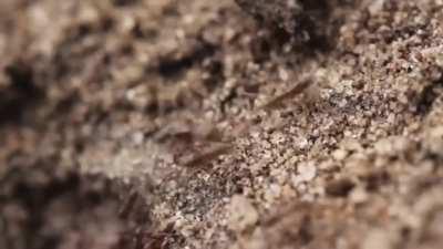 La Hormiga Argentina, conquistadora del mundo.