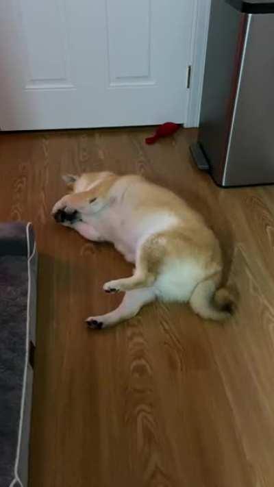 Doge stretching and enjoying my work beats.