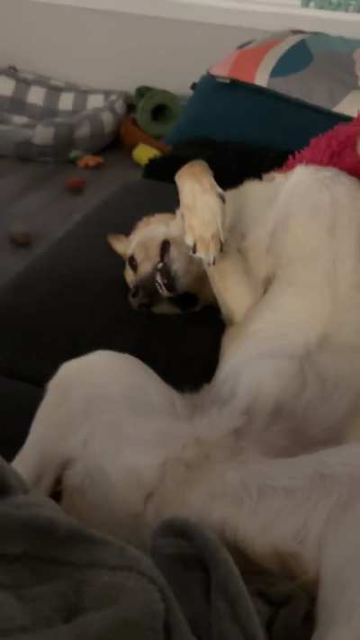 You know he means business when he starts kicking for pets