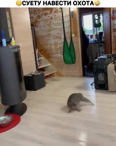 Котячий хруст