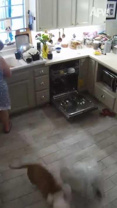 Dog v dishwasher