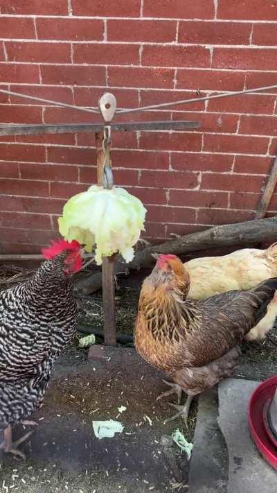 Things you didn’t expect to see in JC 