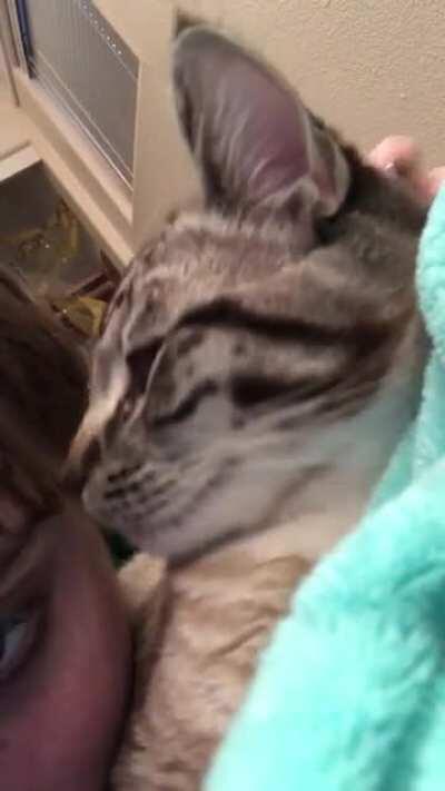 my cat voxel! he has a brother pixel but his brother can’t hold a candle to his big purrs