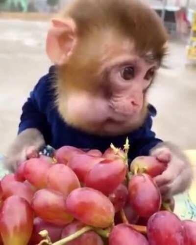 Grape Monke
