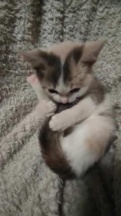 My Poorling playing with her tail