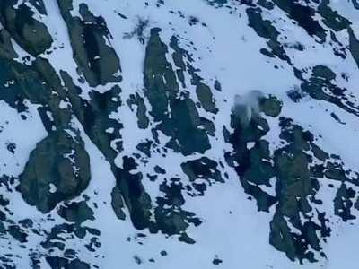 Snow Leopard goes over cliff chasing a goat.