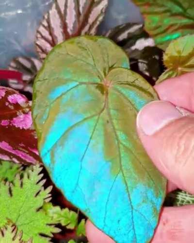 This plant has a shiny blue tint on it