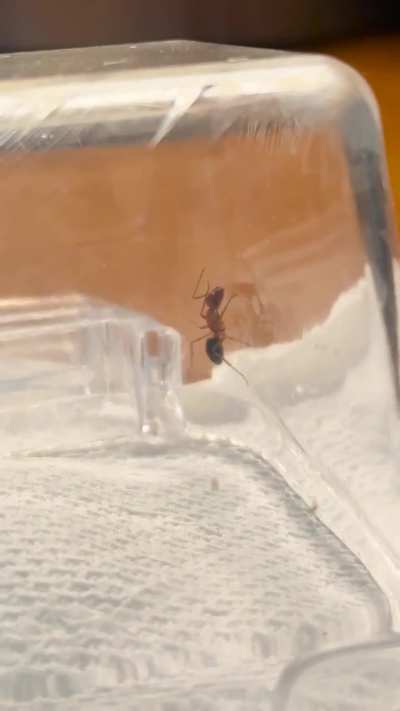 What kind of ant is this?