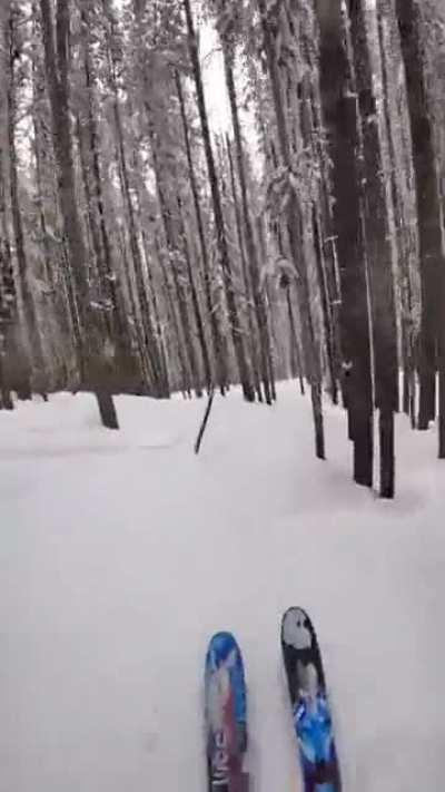 Skiing through the forest