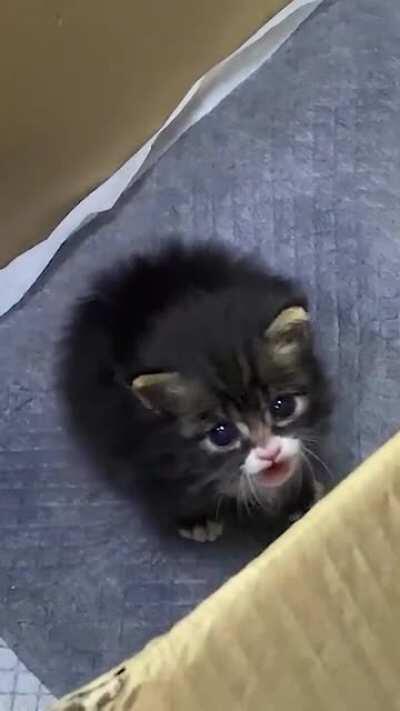 Can you just pick me up and love me forever