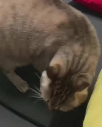 They see me rolling.