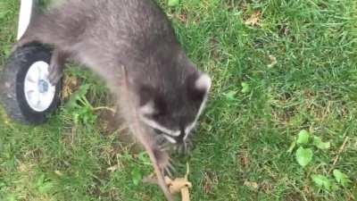 She can’t see in the light very well, but shes trying her best!