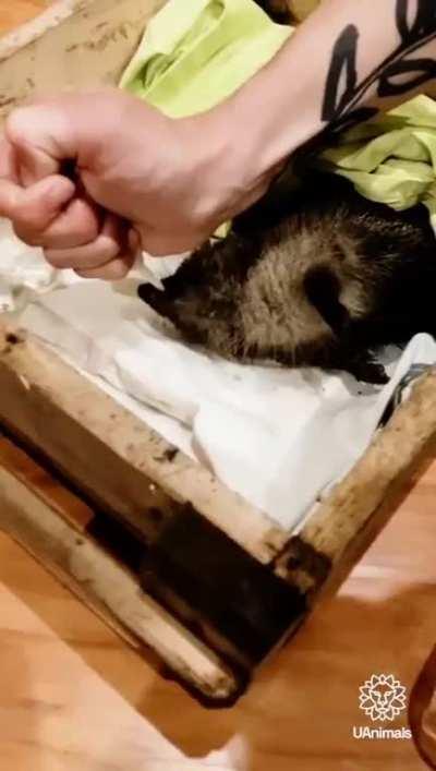 Armand Soldin, the French journalist who was killed today in Bakhmut, had recently gone viral for rescuing an exhausted hedgehog in a trench. He helped the little guy heal and later released him in the wild. May Armand’s memory be eternal.