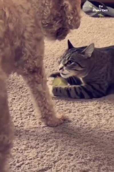 The ball Is Mine and touchy tha paw