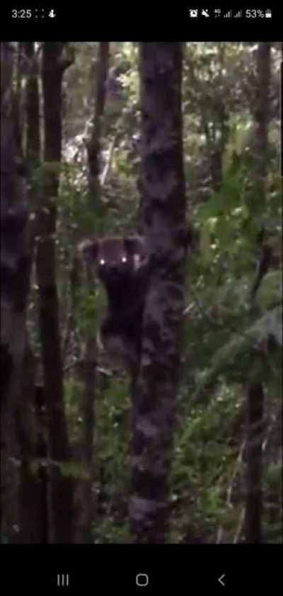 Demon koala just chillin near Ulong, NSW