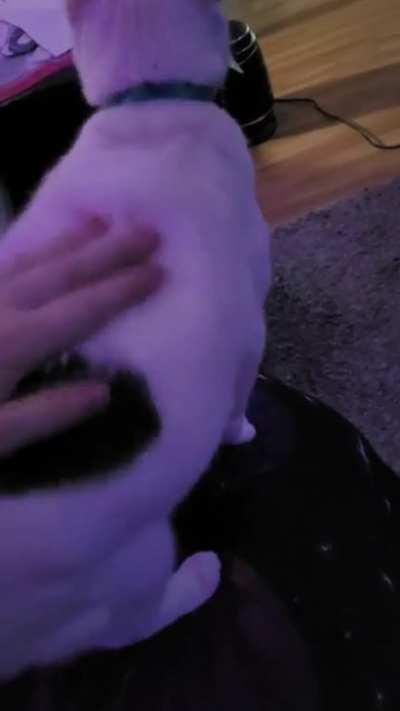 Better SMACC my CAT as soon as I get home omg 