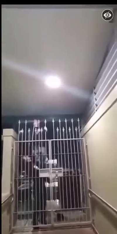 Dude tries to climb over gate…. It wasn’t worth it