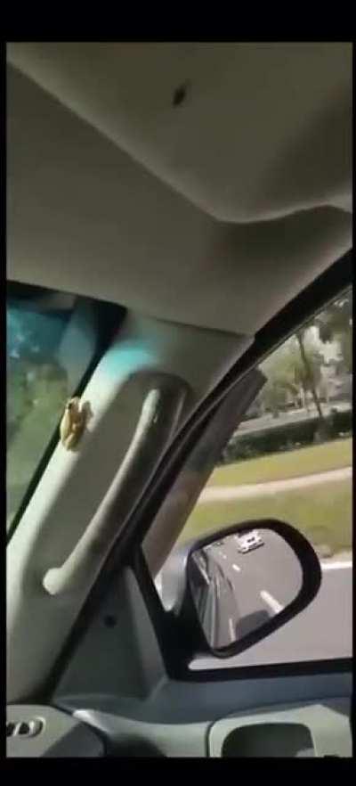 Driving like an idiot while making fun of frog