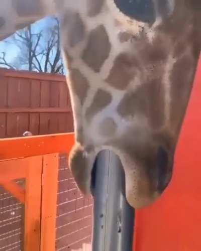 Melman from Madagascar started an onlyfans….