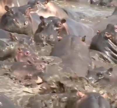 You came to the wrong neighborhood