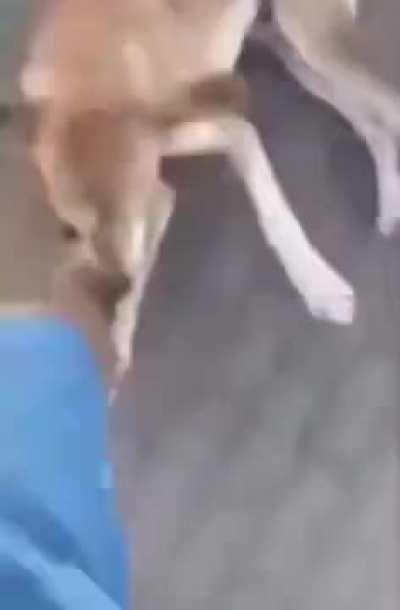 What Made You Bother Him in the First Place?