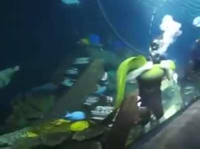 When the jaws open wide and there’s more jaws inside that’s amore 