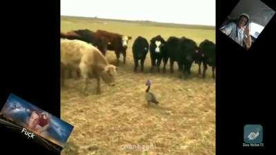 Made this lil gem last night..