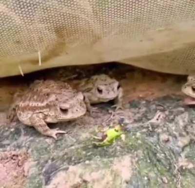 A bunch of frogs trying to eat caterpillars, but they don't seem to like it