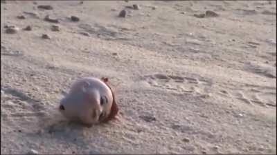 extremely rare baby doll head crab (+5 Attack damage, paralyzes enemy in first round)