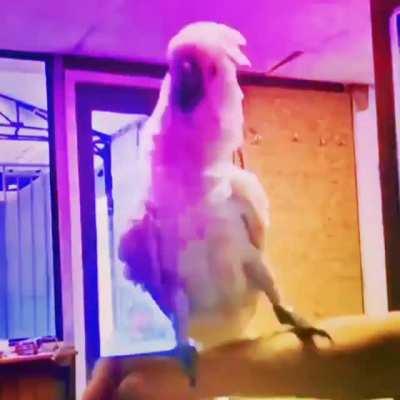 Hardbass birb