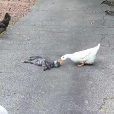 The frenliest gang in town