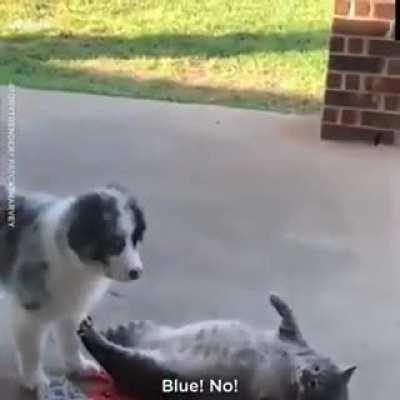 Fat Cat Casts A Spell