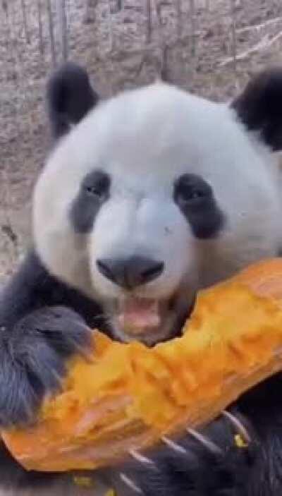 A panda a day keeps the sorrow away