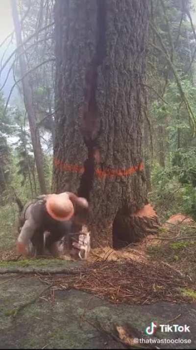 Logger survives a “barber chair”: a tree that splits and kicks out into random directions instead of falling as intended