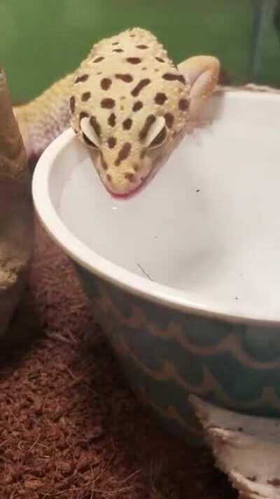 Heard we are posting videos of our geckos drinking water now? Well, here is my boy, roi consuming some of that sweet, sweet h2o.
