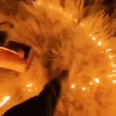 Shitpost 256 No mamen PETA salvando animales