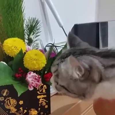 I’ve come bearing gifts.