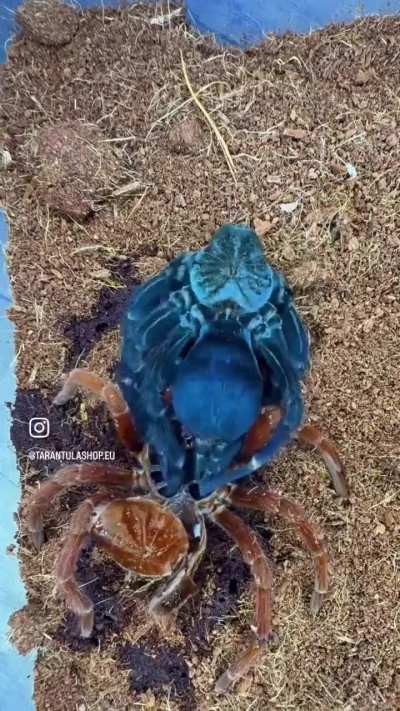 The emergence of one of the most beautiful tarantulas, the true amethyst royal tarantula of Colombia