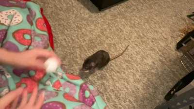 My talented rat Cracker doing some of her favorite tricks!